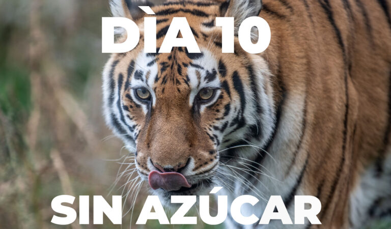 ¿Por qué nos gustan los alimentos con azúcar? ¿Por qué nos gustan los alimentos con azúcar?